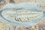 Lower Cambrian Trilobite (Termierella) - Issafen, Morocco #381246-1
